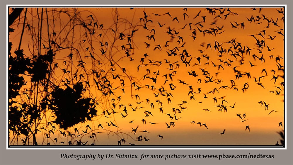 20th only SmileMakeoverPP Wide update16 slide 5