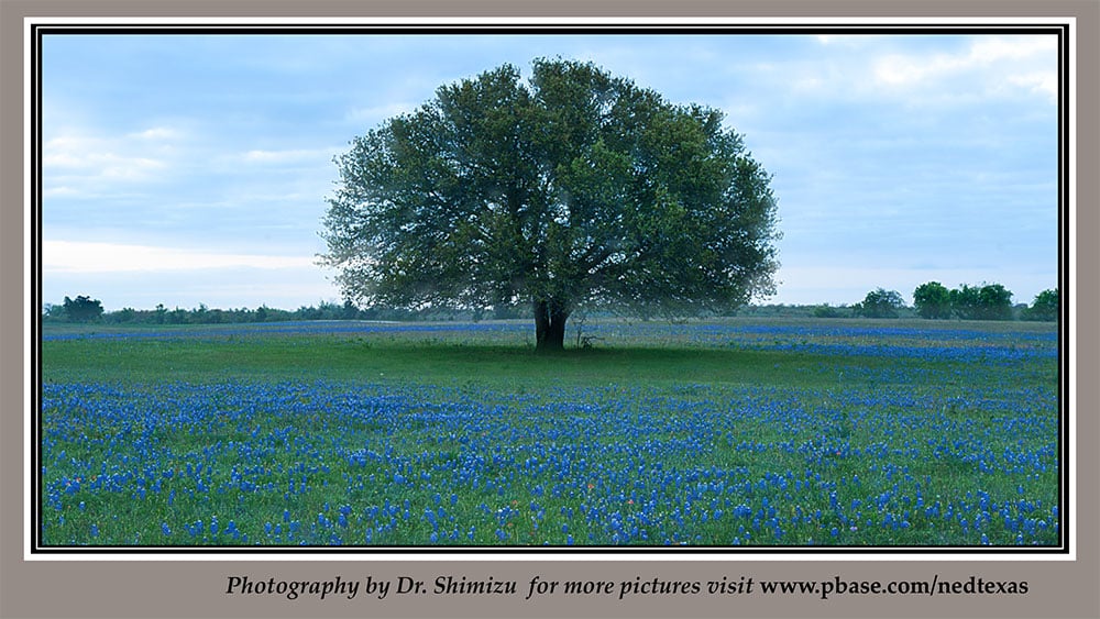 20th only SmileMakeoverPP Wide update16 slide 9